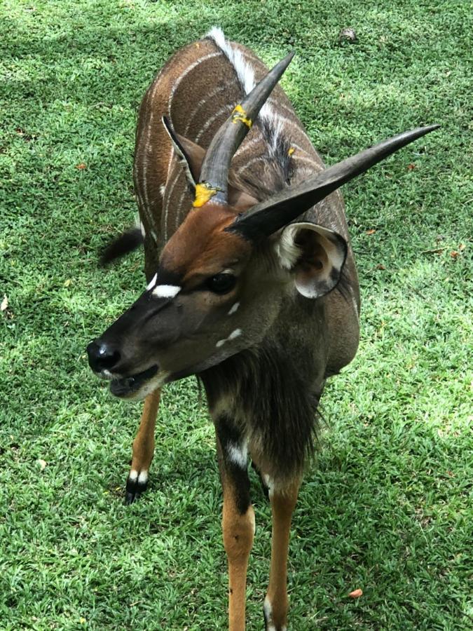Jock Of The Bushveld Hotel บาร์เบอร์ตัน ภายนอก รูปภาพ